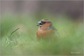 <p>PĚNKAVA OBECNÁ - sameček (Fringilla coelebs) ---- /Chaffinch - Buchfink/</p>